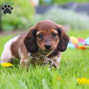 Tony, Dachshund Puppy